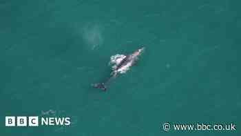 Rare sighting of gray whale off New England coast