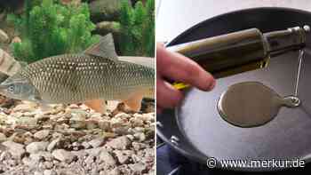 TV-Skandal im ORF: Aussterbender Fisch wird live gebraten – Sender entschuldigt sich