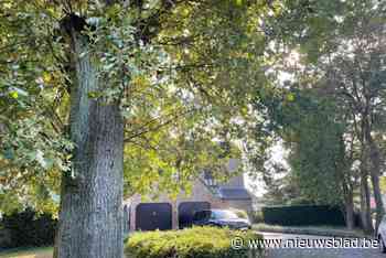 Genk verplicht voor elke gekapte boom een nieuwe, als de tuin groot genoeg is