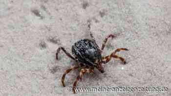 Tropen-Zecke in Deutschland – Experten warnen vor Hyalomma
