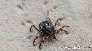 Riesen-Zecke nistet sich in Deutschland ein – Expertin warnt: Tiere können gefährliche Krankheiten übertragen