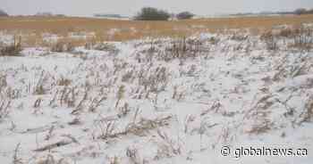 Recent snow dump across Saskatchewan gives WSA some hope, but more precipitation needed