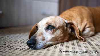 Elixir of youth or barking mad? Harvard professor sells pill he says can reverse aging in DOGS - but experts say it's all 'hype'