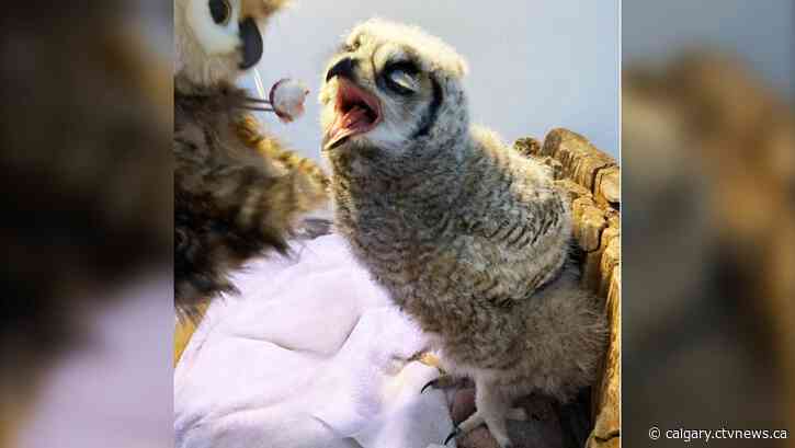 Eye for the Wild: Photo contest to raise funds for injured and orphaned wildlife