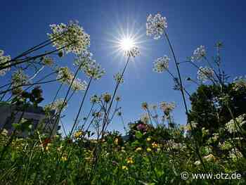 Wie Blumen und eine „Samenspende“ den Stadtrat in Kahla beschäftigen