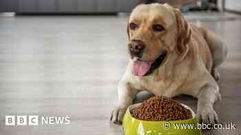 Why fat Labradors can blame their genes