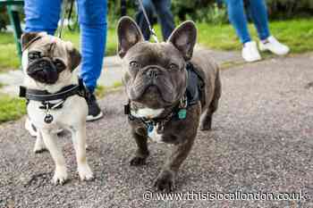 Most stolen dog breeds in UK revealed amid shocking report