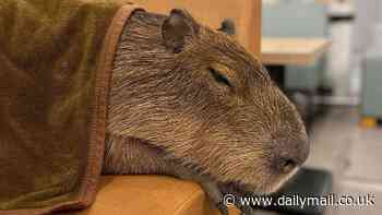 Forget cat cafes: This coffee shop in Tokyo lets customers enjoy a cuppa while petting a capybara - the largest living rodent