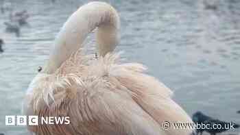 Decayed bread pollutes lake turning swans pink