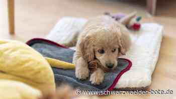 Yoga mit süßen Welpen: Das sagen Ämter und Tierschützer zu „Puppy Yoga“