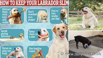 How to keep your Labrador slim: Vets reveal 7 easy ways to keep your pooch in shape - as research reveals 25% of Labs have a genetic mutation that hard-wires them for obesity