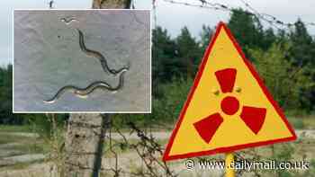 Worms living near Chernobyl have developed a new 'superpower', scientists discover
