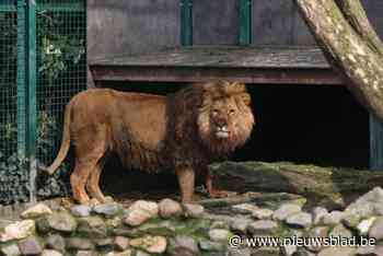 Natuurhulpcentrum neemt afscheid van Oekraïense leeuwen Tsar en Jamil: “Vrijdag vertrekken ze”