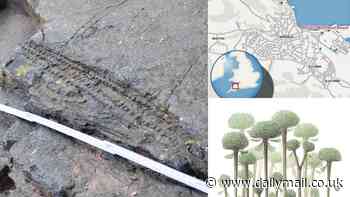Earth's oldest forest is discovered near a Butlin's in Somerset: Fossilised woodland dates back 390 million years - beating the previous record holder in New York by 4 million years