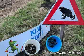 Paddenoverzet is groot succes