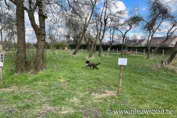 Bree pakt hondenpoep aan: “Hondenweides mogen geen drollenweides worden”