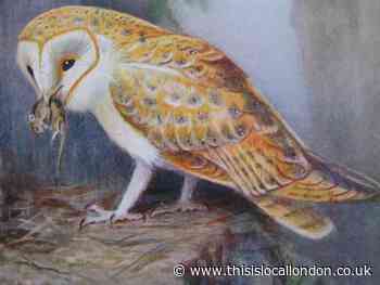Whatever happened to Merlin the tawny owl?