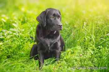 Many Labradors Become Obese and Research Shows Why