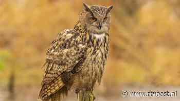 Kijken in de kraamkamer: webcam gericht op oehoenest in Hengelo