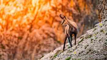 Neue Formate im Urserental