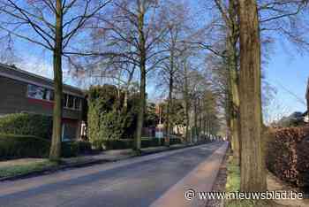 Bewoners proberen kap van 40 bomen tegen te houden: “Hoeveel van die bomen zijn werkelijk onveilig en ongezond?”