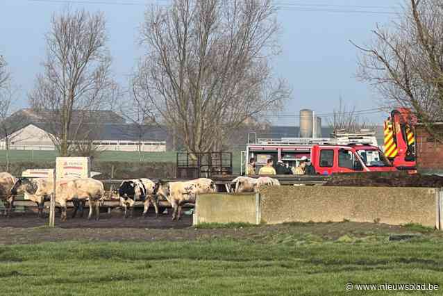 UPDATE: Brandweer kan na urenlang zwoegen twaalf koeien redden uit mestput: “Ging heel moeizaam, die dieren wegen tot 600 kilo”