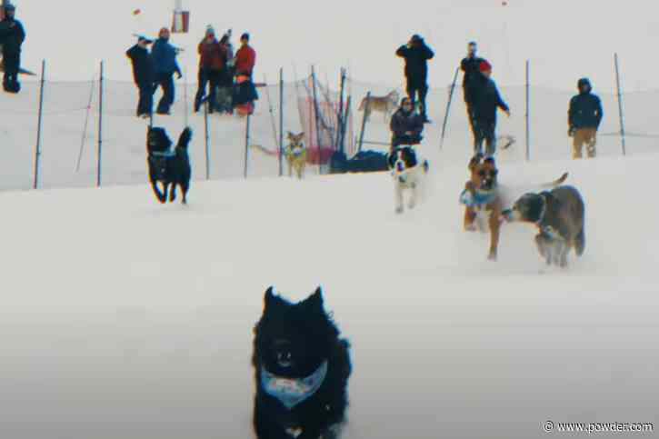 Canadian Ski Area Hosting Annual 'Wiener Takes All' Dog Race