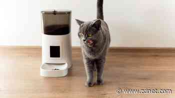 The best automatic pet feeders of 2024