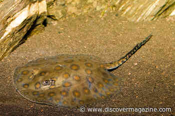 Stingray-Shark Mating Isn't Possible, Even if a Lone Stingray Ends up Pregnant