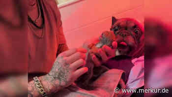 „Schrecklichste, aber auch lohnendste Erfahrung“: Hundepapa kämpft minutenlang um Welpen-Leben