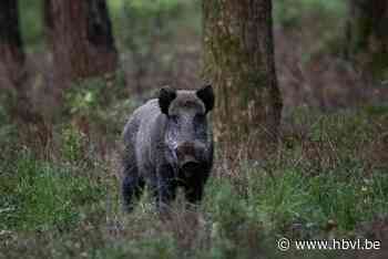 Nieuwe methode om everzwijnen uit Kampse woonwijken te weren: eerst de dominante dieren vangen