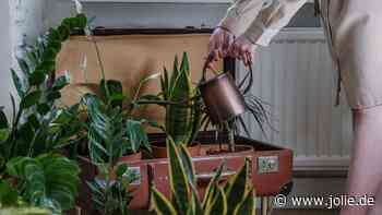 Pflanzen-Hack: Mit dem Tannenzapfen-Trick sterben deine Zimmerpflanzen nie wieder