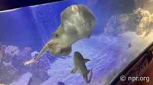 A stingray named Charlotte got pregnant — exactly how remains a mystery