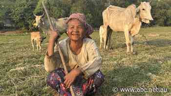 How cows and ABC viewers are helping international families leave poverty and educate children