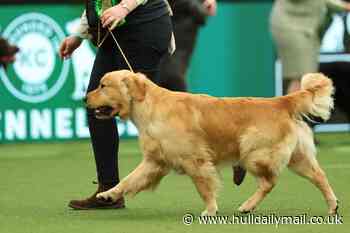 Retrievers reign among record number of global contenders at Crufts
