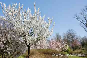 Plantentuin Merksplas nodigt bezoekers uit voor magnoliawandelingen