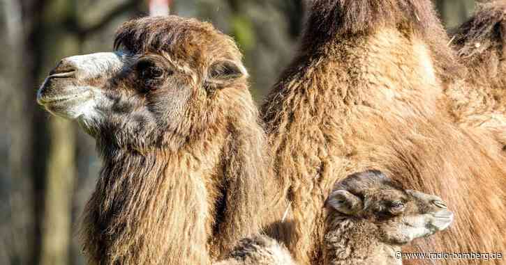 Nachwuchs bei den Trampeltieren im Tierpark Cottbus