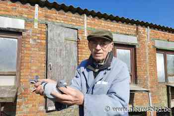 Dieven stelen 23 kweekduiven bij 86-jarige melker: “Die duiven zijn het enige dat hij nog heeft”