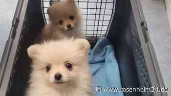 Bundespolizei Freilassing rettet süße Welpen aus illegalem Transport