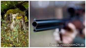 Nußdorfer Jäger übertreffen Abschussplan – dennoch heftige Verbiss-Schäden in Wäldern