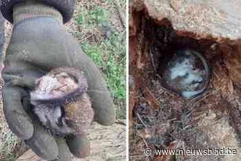 Voor het eerst in tien jaar eikelmuis ontdekt in Dijleland: “Unieke ontdekking”