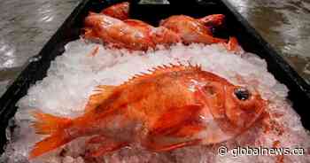 Talks continue on catch limits before moratorium lifts on East Coast redfish fishery