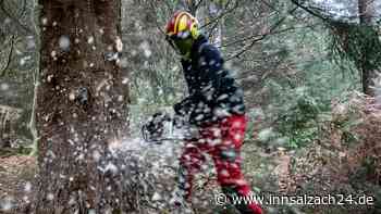 Senior (†82) bei Ebbs von Baum erschlagen - Sohn muss alles mit ansehen