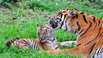 Kala, la tigre di Sumatra nata al Bioparco di Roma. Il video della prima passeggiata in pubblico