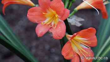 Things to do around Hamilton this March break