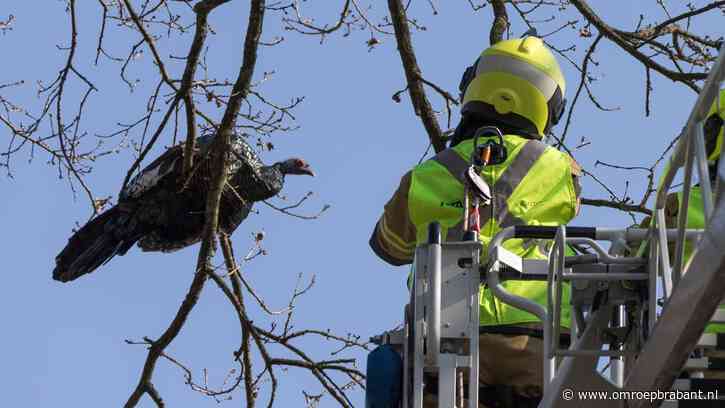 Kalkoen zit vast in boom, maar van wie is het dier?