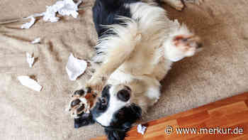 Können auch Hunde ADHS haben? Auf welche Symptome Sie achten sollten