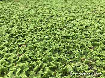 A Vital Food Source After a Catastrophe – Overlooked Plant Could Help Reduce Food Insecurity