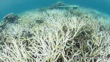 Korallensterben wegen Klimawandel: Fünfte Massenbleiche am Great Barrier Reef seit 2016