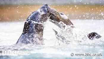 Rescued seal pups' joy at first dip in deep water